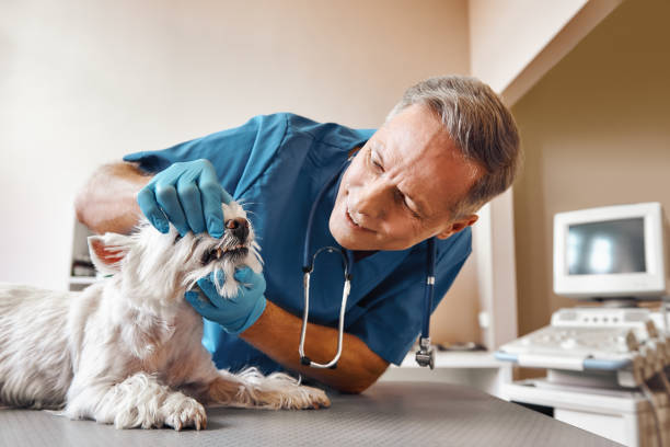 Best After-Hours Dental Care in Rm Beach, WA